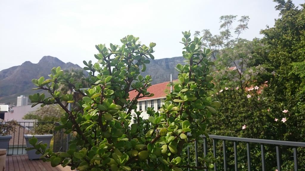 Guest house The Parkhouse Cape Town